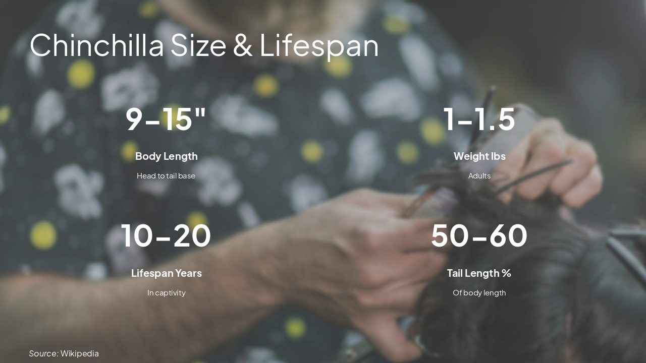 Slide 5 - Chinchilla Size & Lifespan