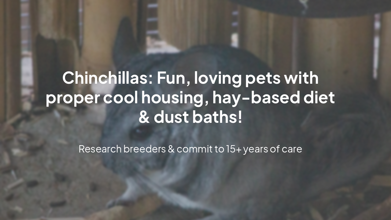 Slide 8 - Ready for a Chinchilla?
