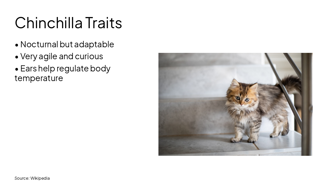Slide 4 - Chinchilla Traits