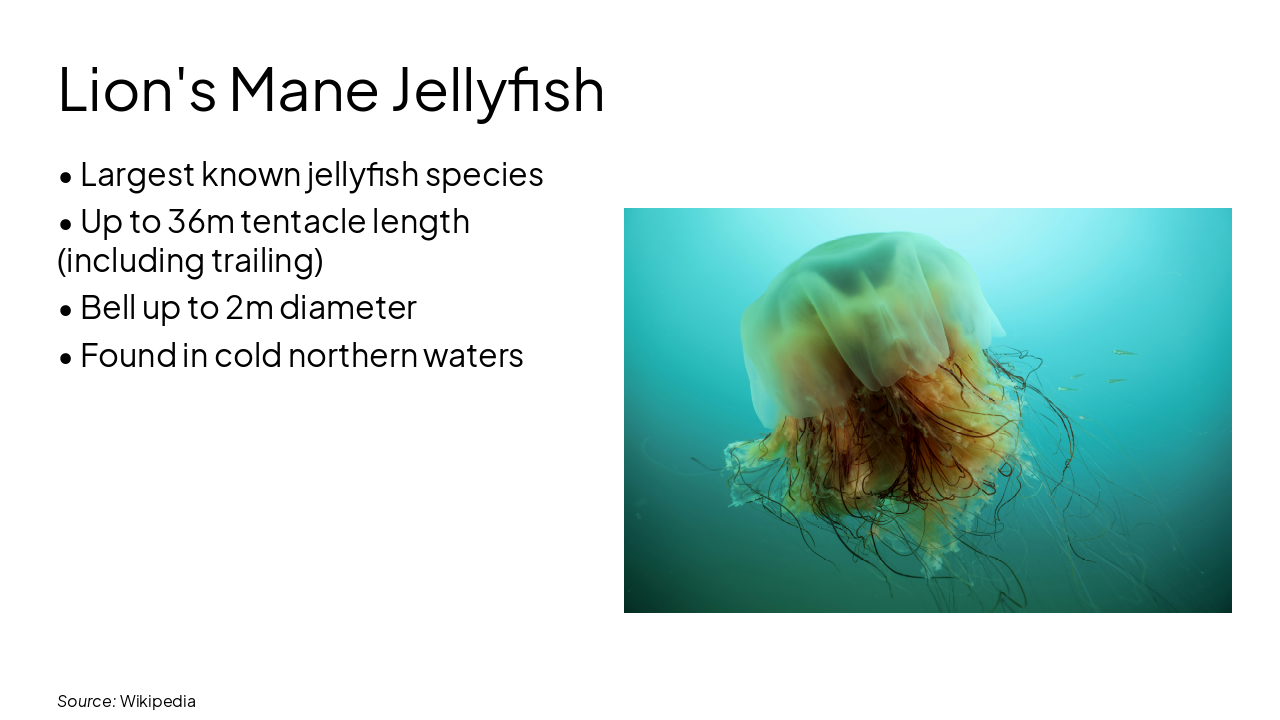 Slide 5 - Lion's Mane Jellyfish