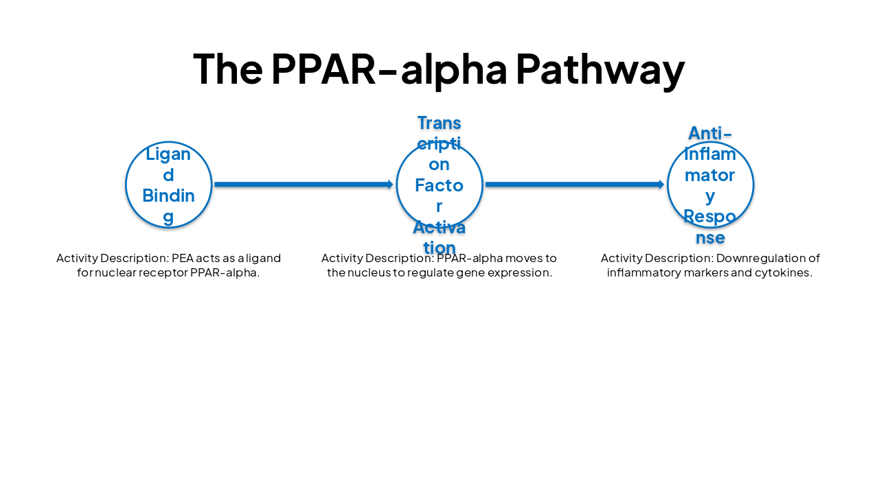 Slide 5 - The PPAR-alpha Pathway