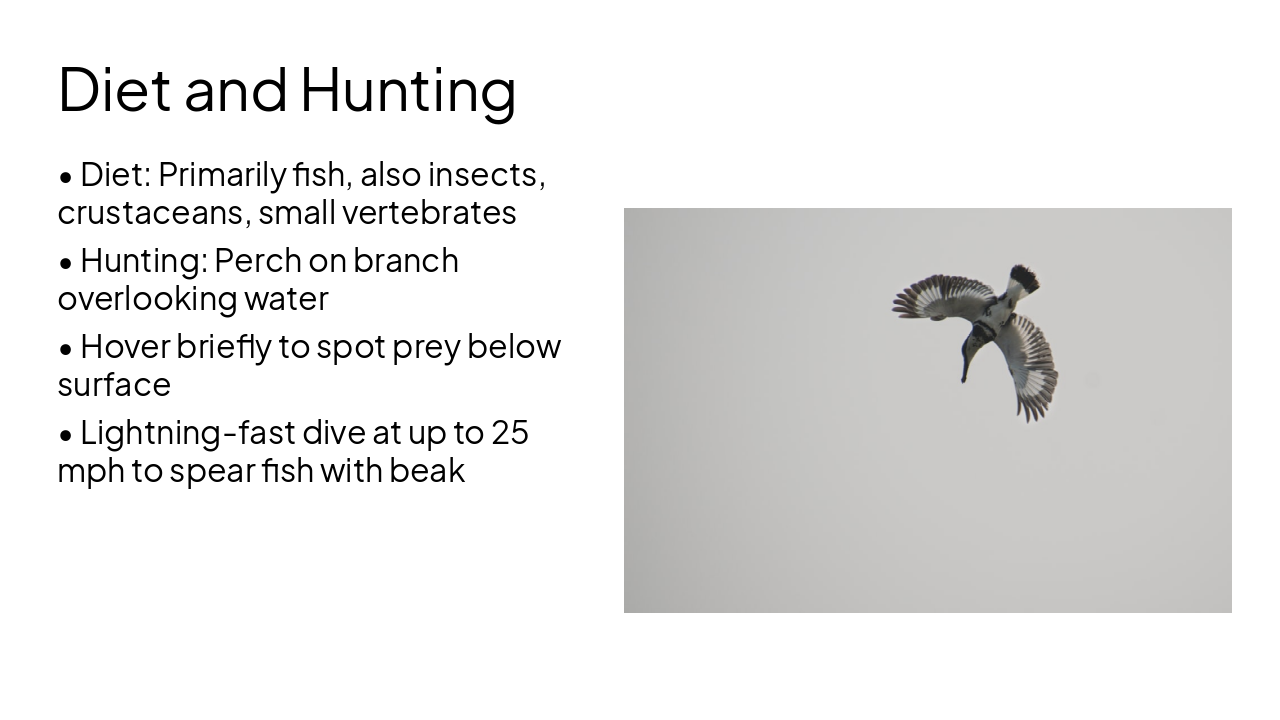 Slide 5 - Diet and Hunting