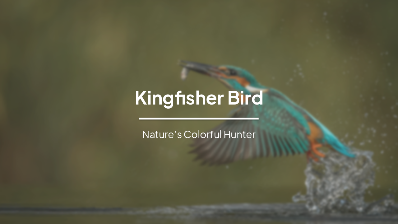 Slide 1 - Kingfisher Bird