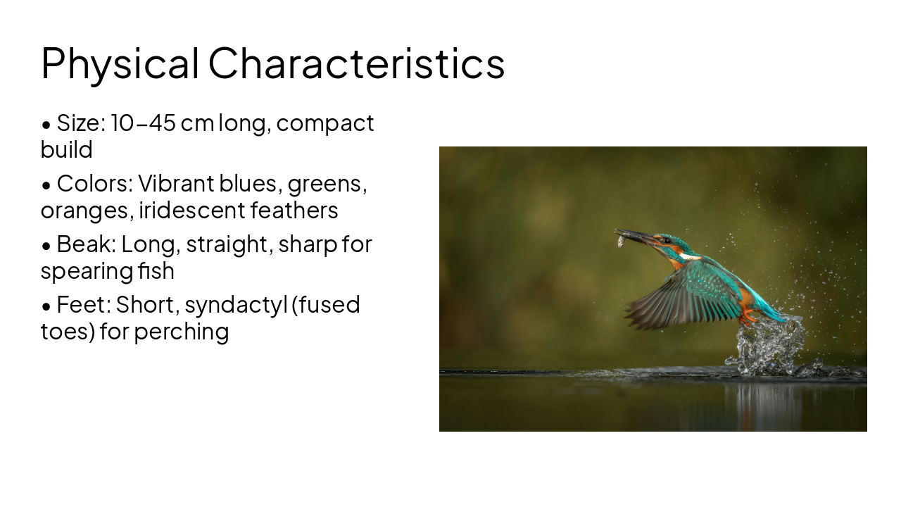 Slide 3 - Physical Characteristics