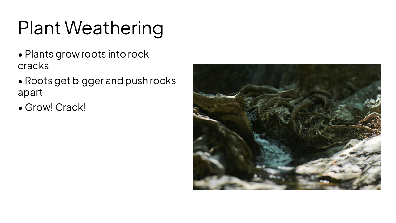Slide 10 - Plant Weathering