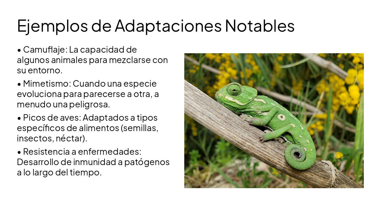 Slide 8 - Ejemplos de Adaptaciones Notables