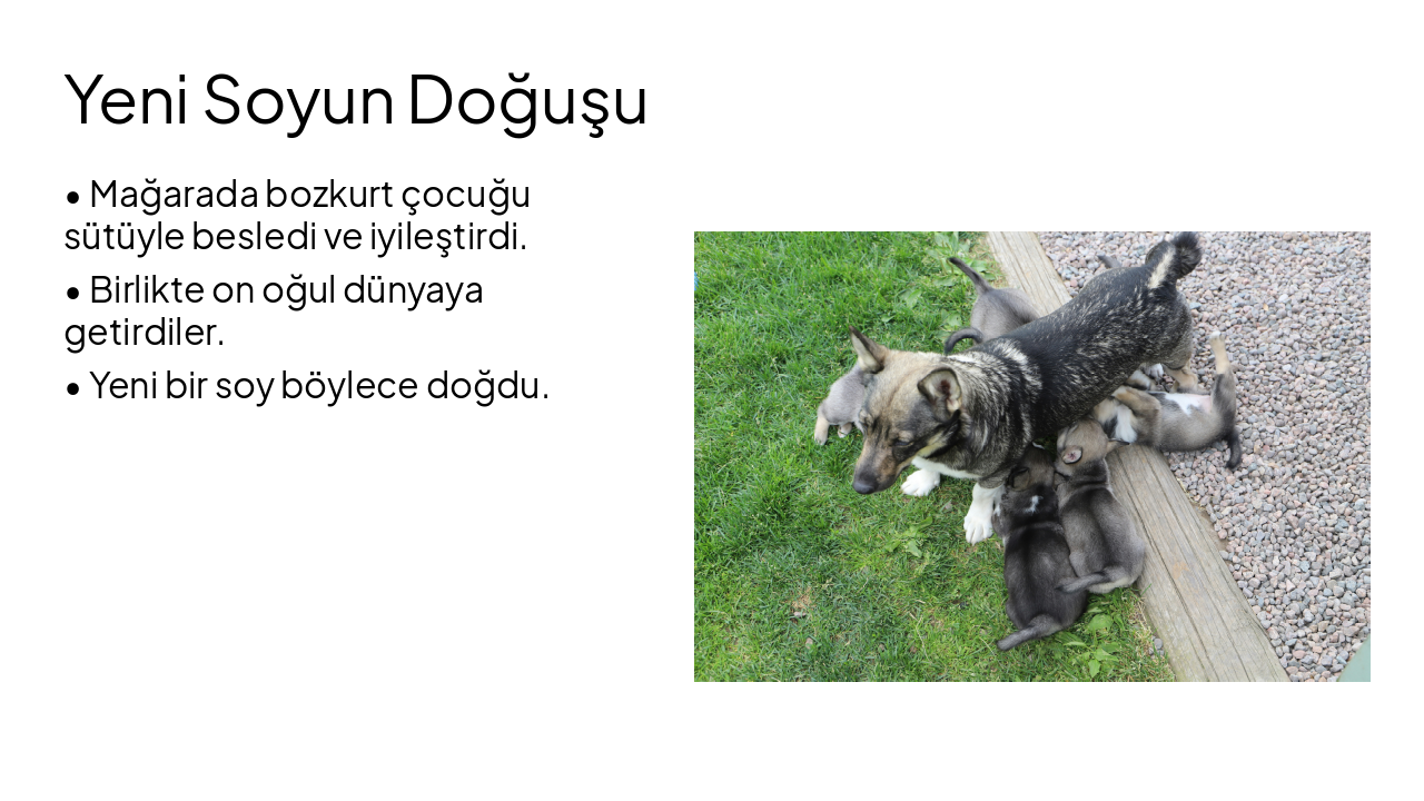 Slide 6 - Yeni Soyun Doğuşu