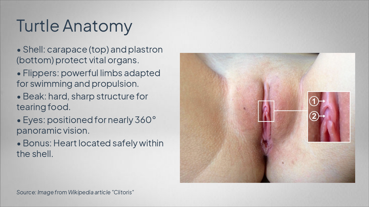 Slide 6 - Turtle Anatomy