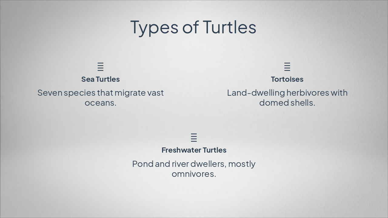 Slide 4 - Types of Turtles