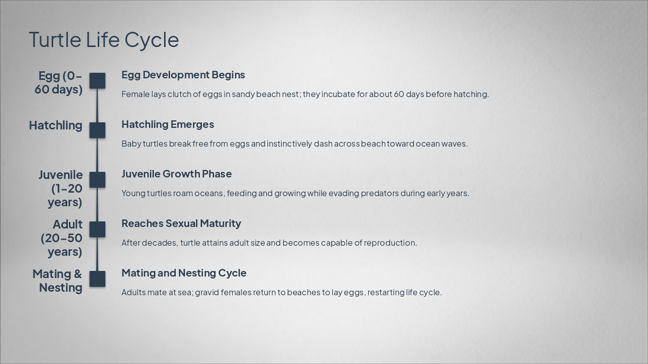 Slide 7 - Turtle Life Cycle