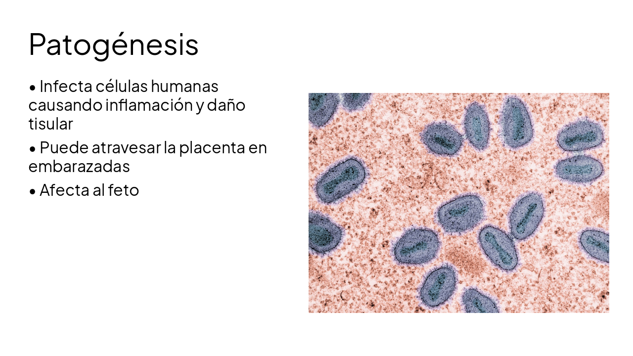 Slide 6 - Patogénesis