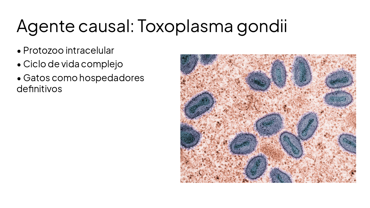 Slide 4 - Agente causal: Toxoplasma gondii