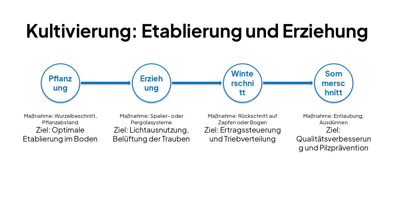 Slide 7 - Kultivierung: Etablierung und Erziehung