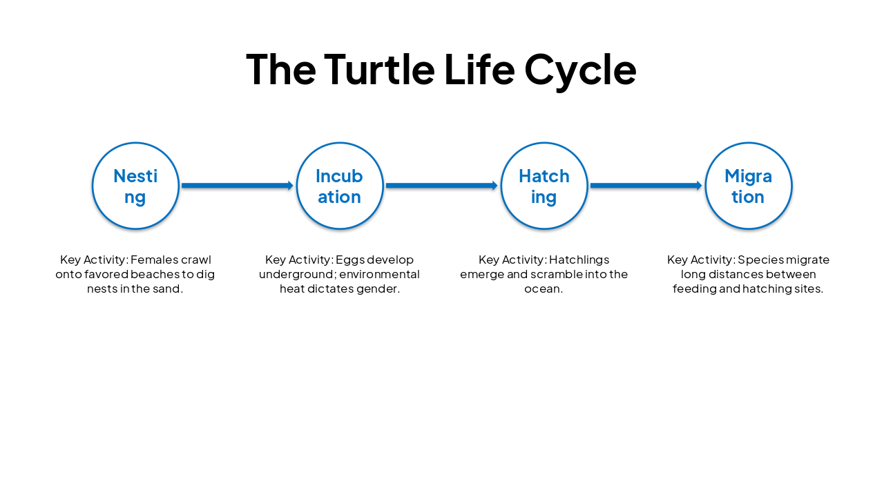 Slide 6 - The Turtle Life Cycle