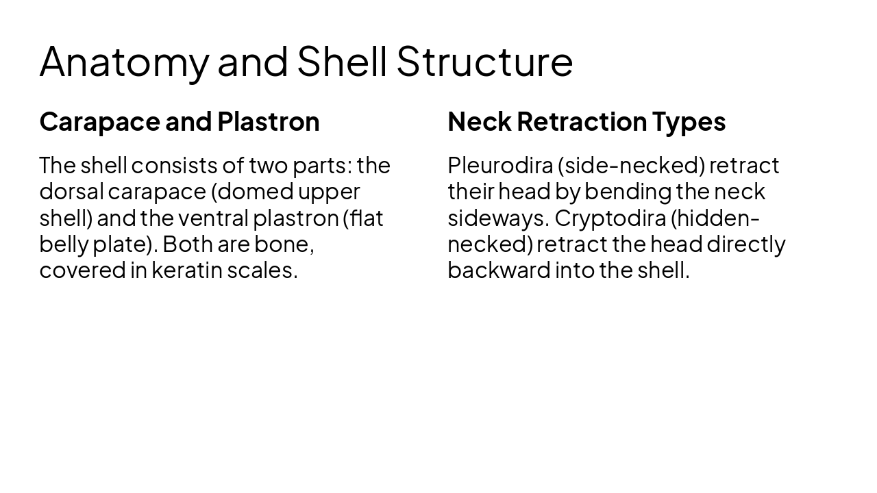 Slide 5 - Anatomy and Shell Structure