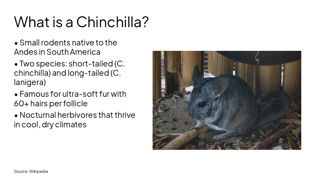 Slide 3 - What is a Chinchilla?