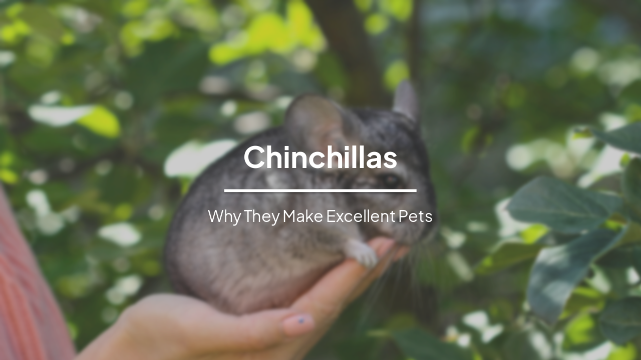 Chinchillas: Why They Make Excellent Pets