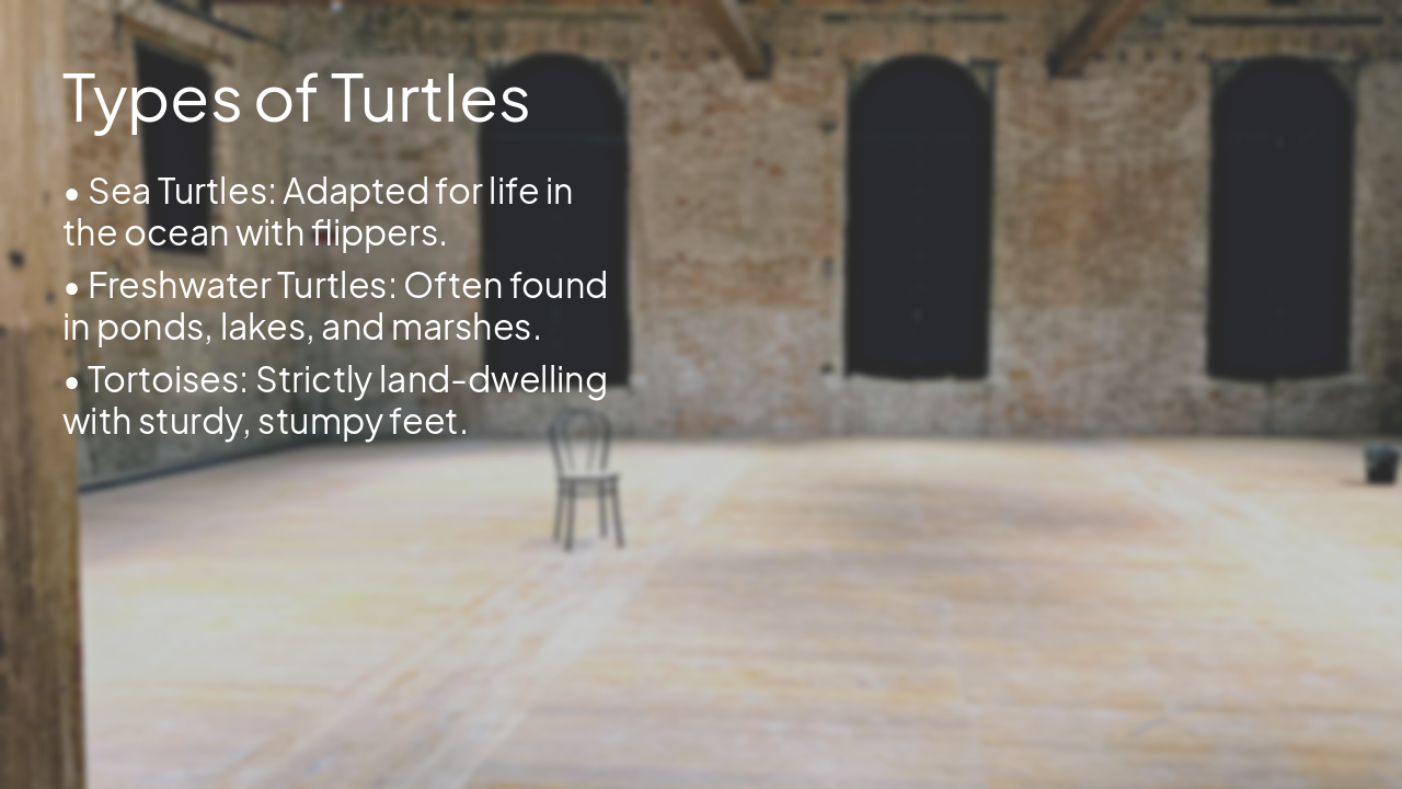 Slide 4 - Types of Turtles