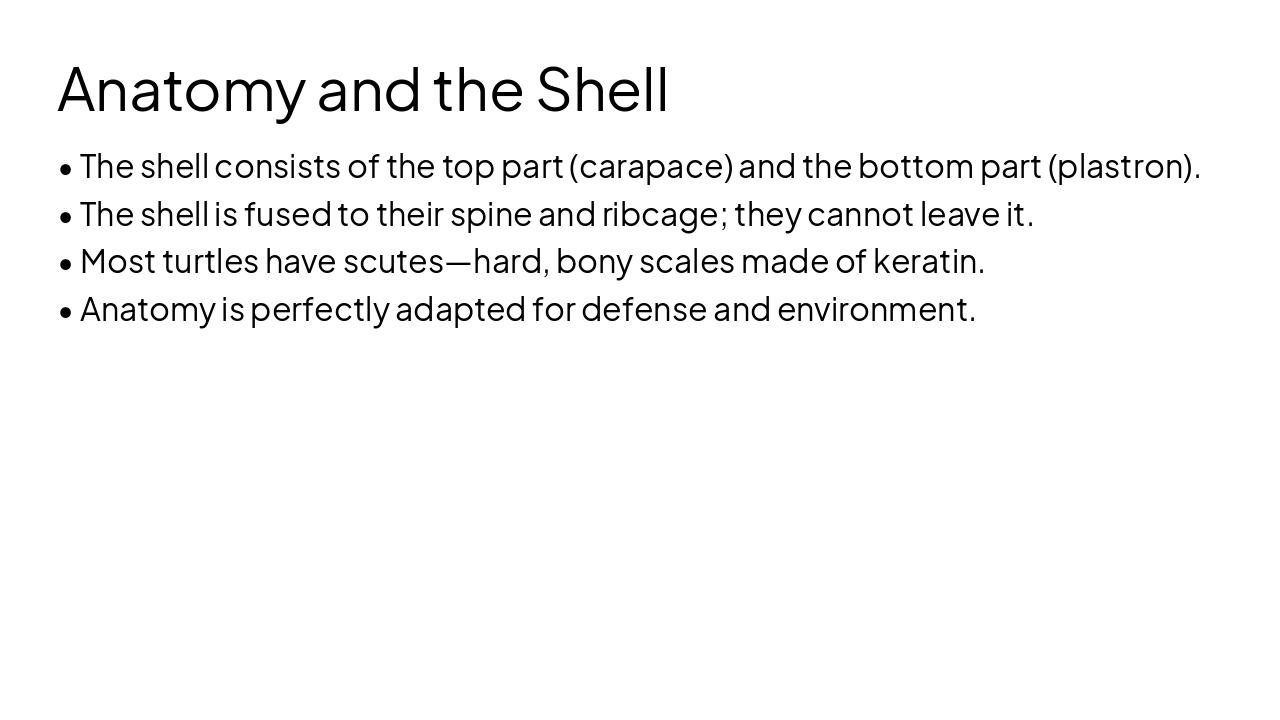 Slide 5 - Anatomy and the Shell