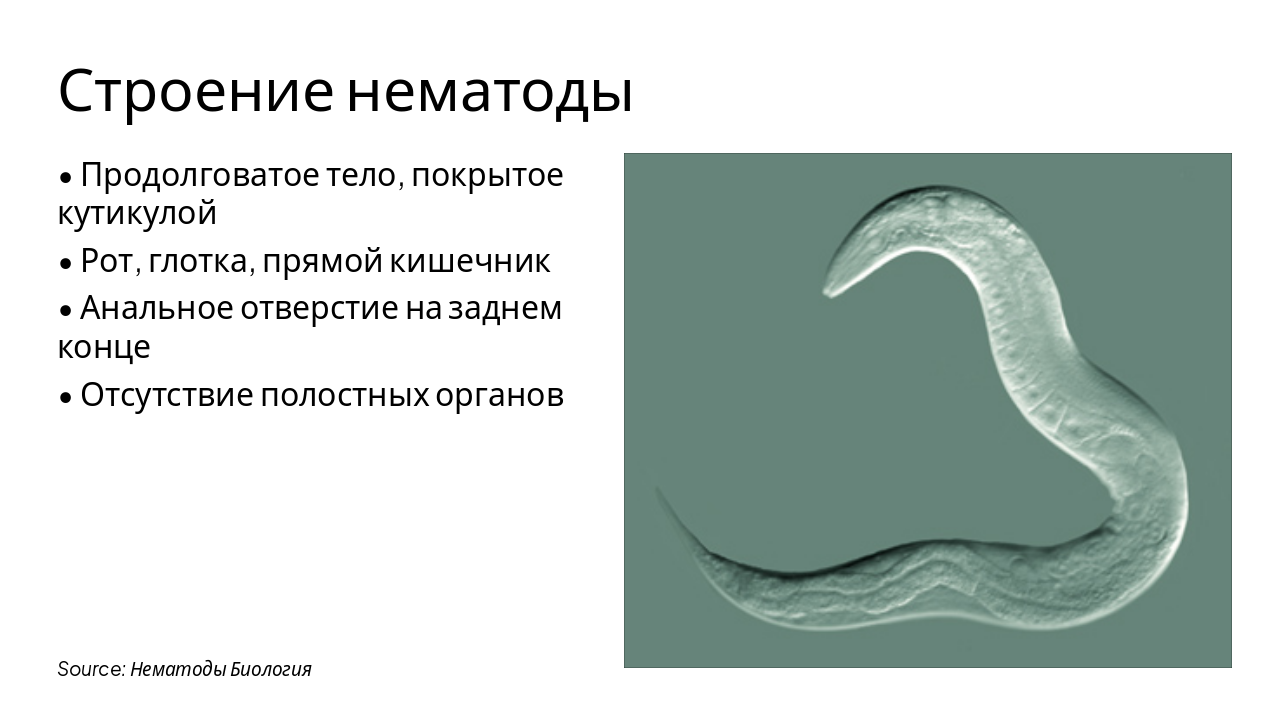 Slide 5 - Строение нематоды