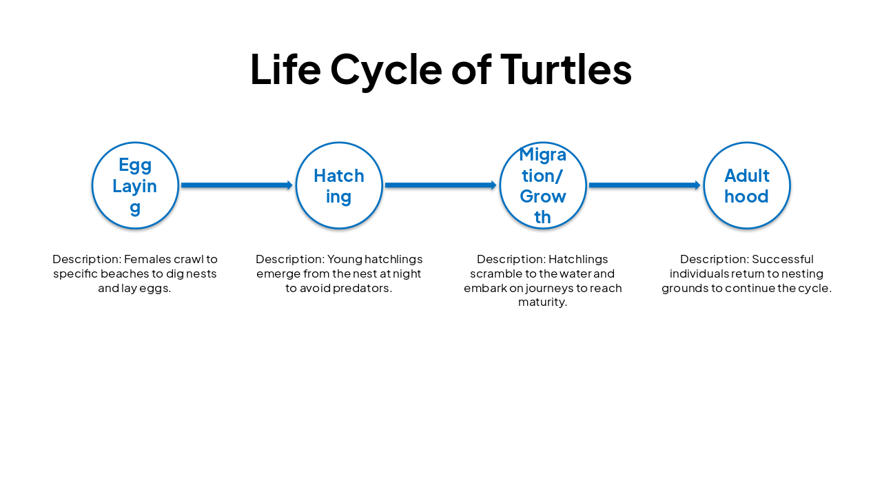 Slide 7 - Life Cycle of Turtles