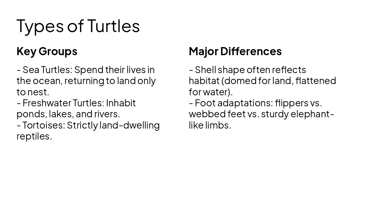 Slide 3 - Types of Turtles