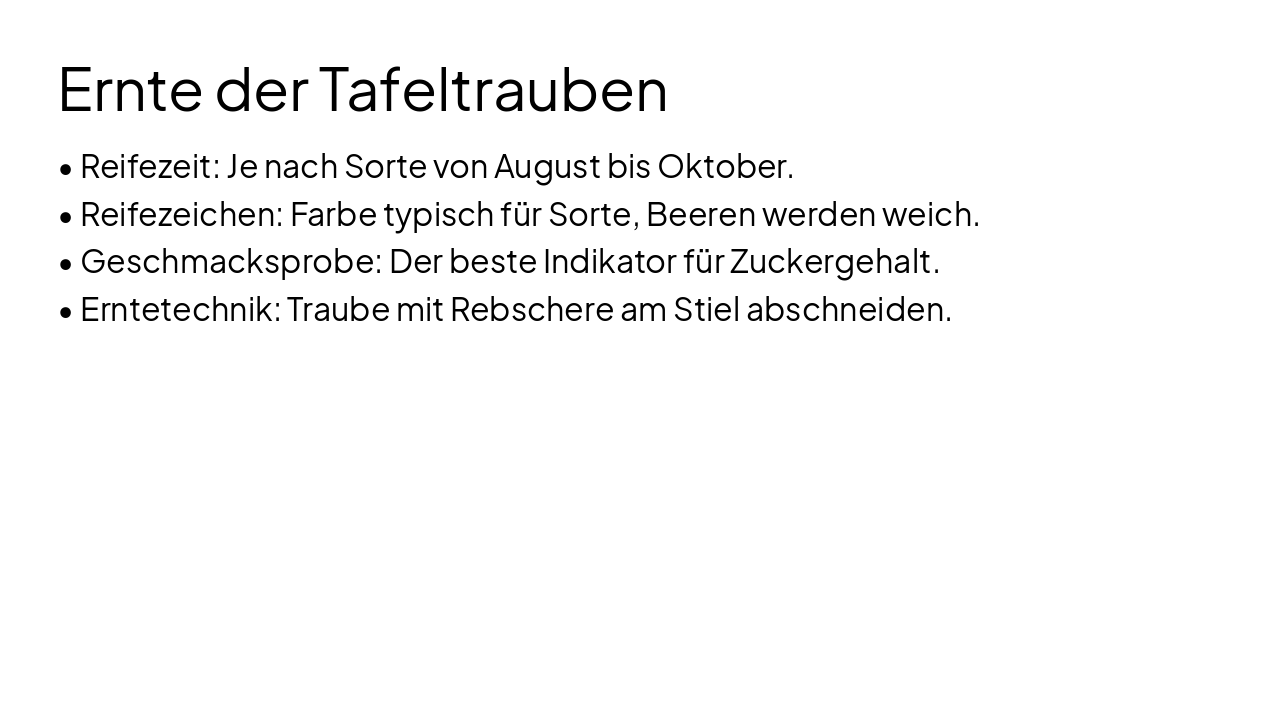 Slide 12 - Ernte der Tafeltrauben