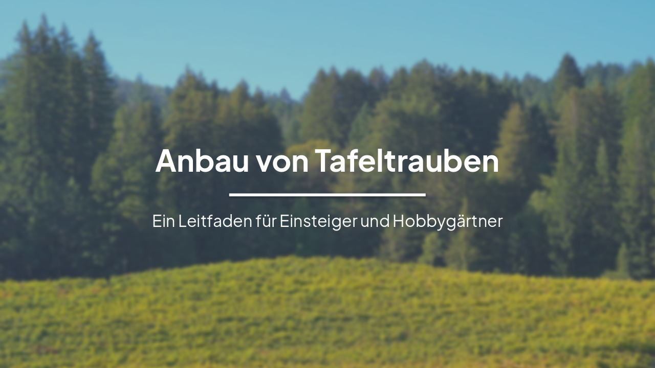 Tafeltrauben im eigenen Garten: Leitfaden für Einsteiger