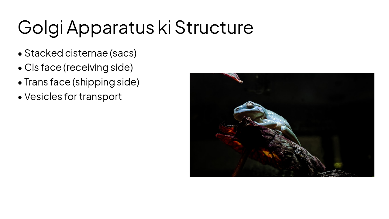 Slide 2 - Golgi Apparatus ki Structure