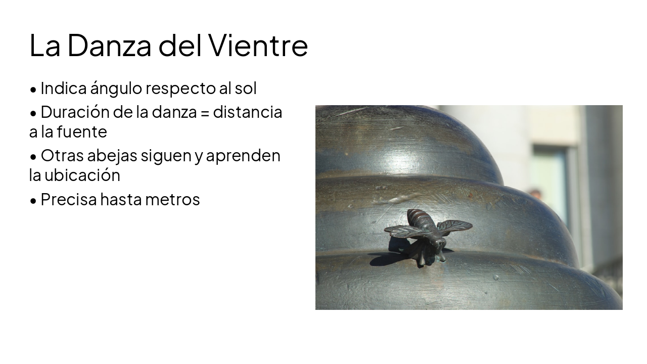 Slide 9 - La Danza del Vientre