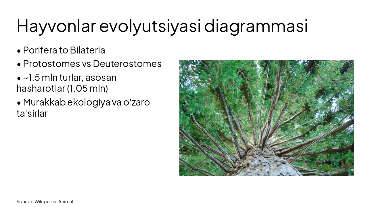 Slide 8 - Hayvonlar evolyutsiyasi diagrammasi
