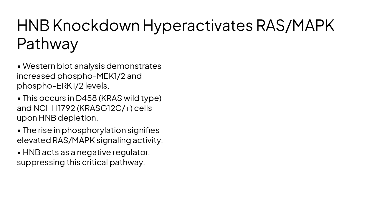 Slide 14 - HNB Knockdown Hyperactivates RAS/MAPK Pathway