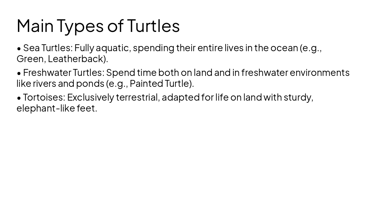 Slide 4 - Main Types of Turtles
