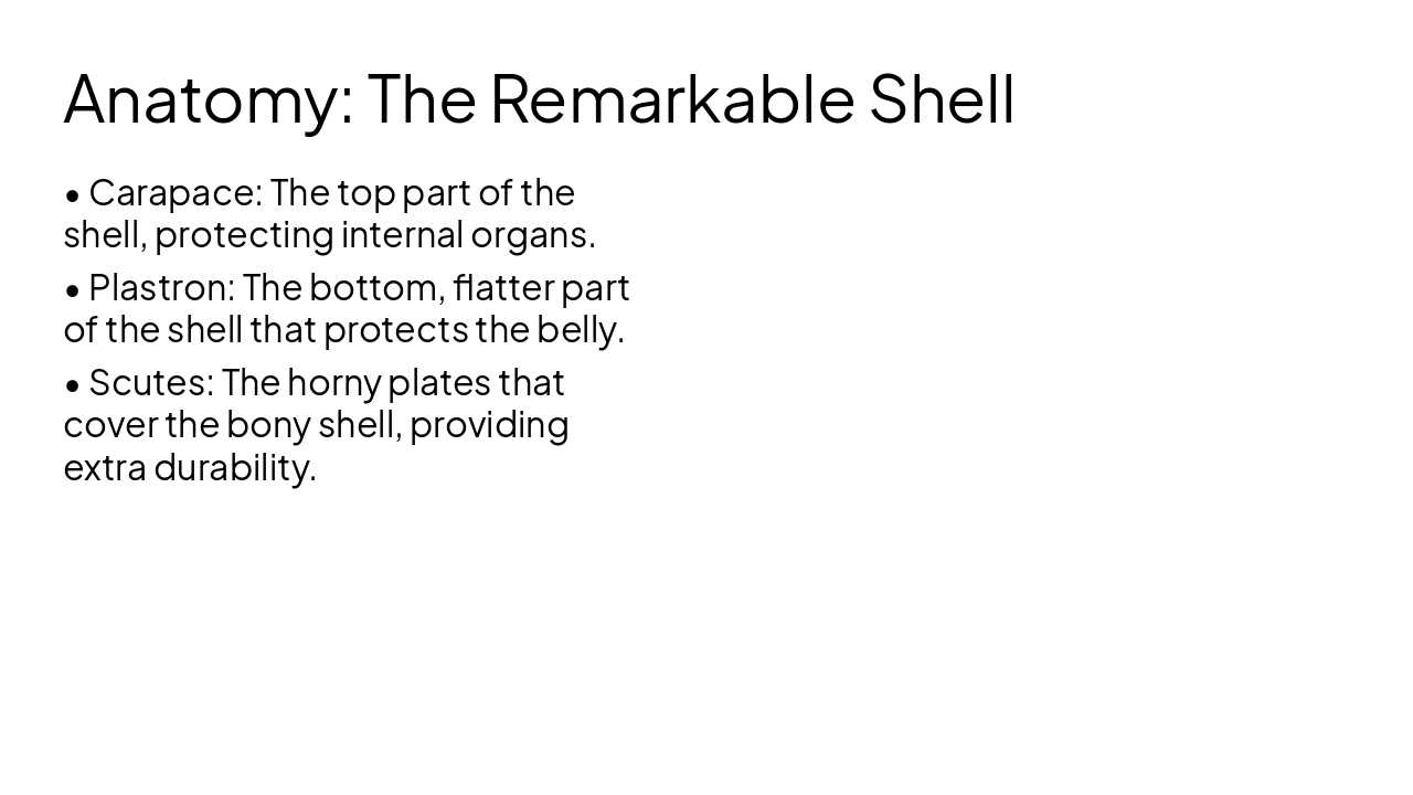 Slide 5 - Anatomy: The Remarkable Shell