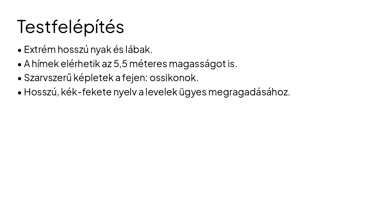 Slide 4 - Testfelépítés