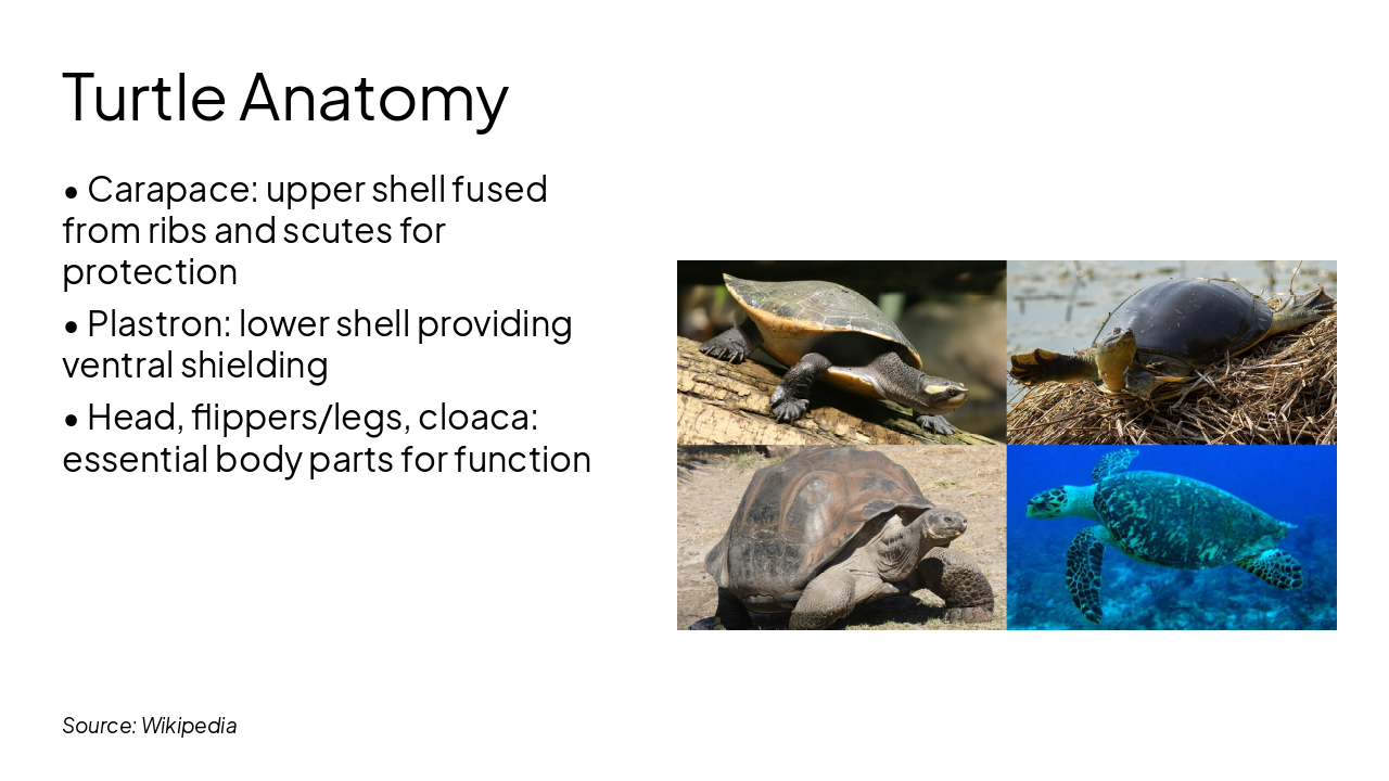 Slide 5 - Turtle Anatomy