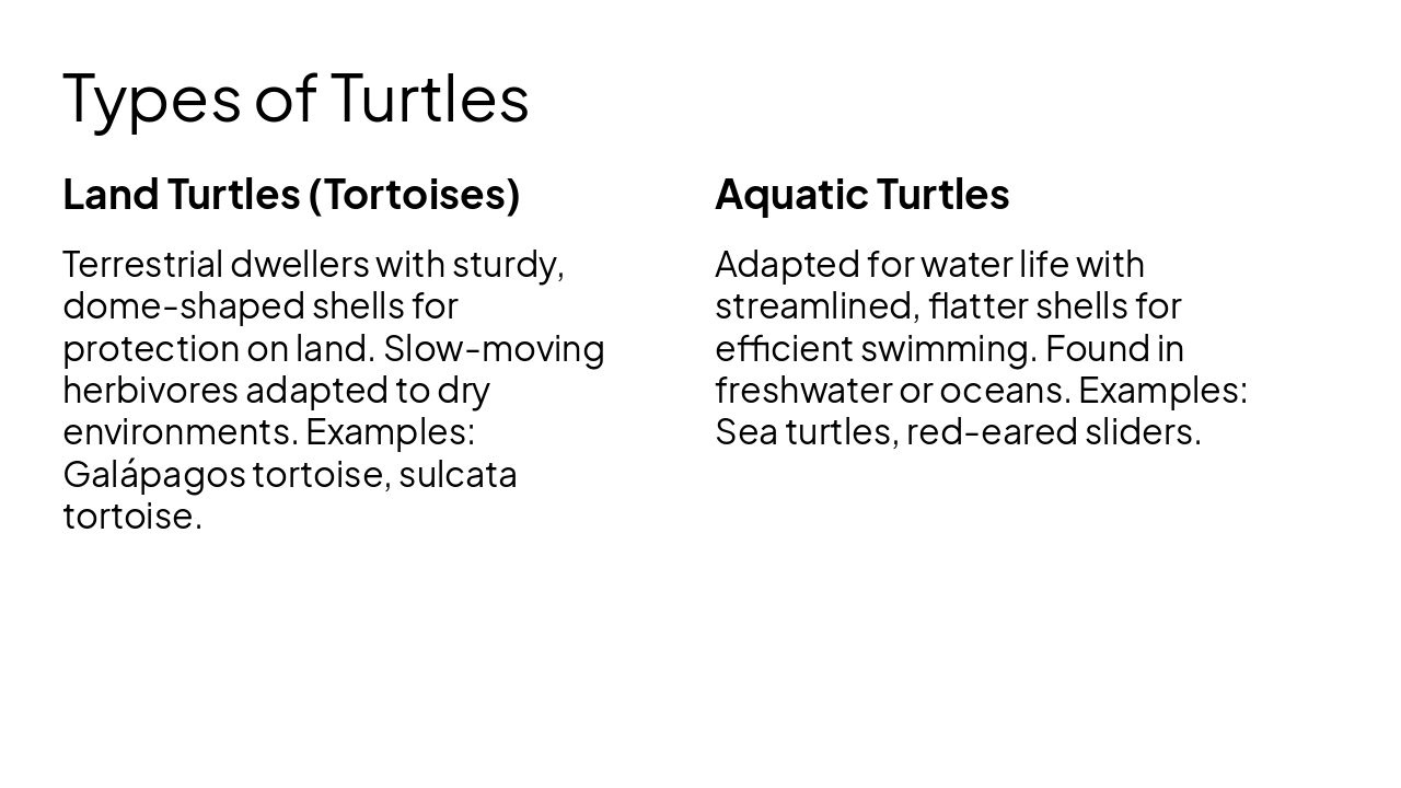 Slide 4 - Types of Turtles