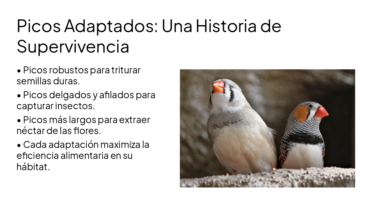 Slide 13 - Picos Adaptados: Una Historia de Supervivencia