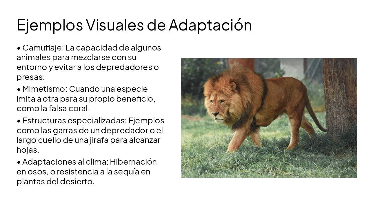 Slide 9 - Ejemplos Visuales de Adaptación