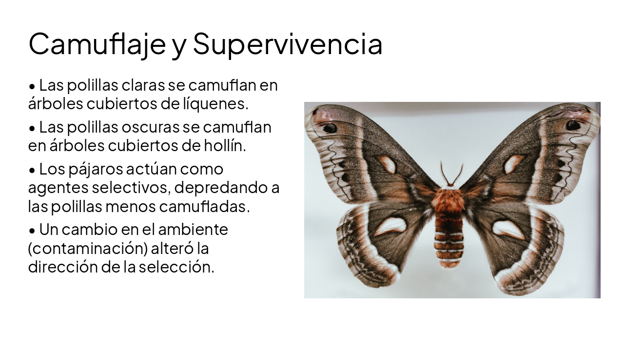 Slide 15 - Camuflaje y Supervivencia