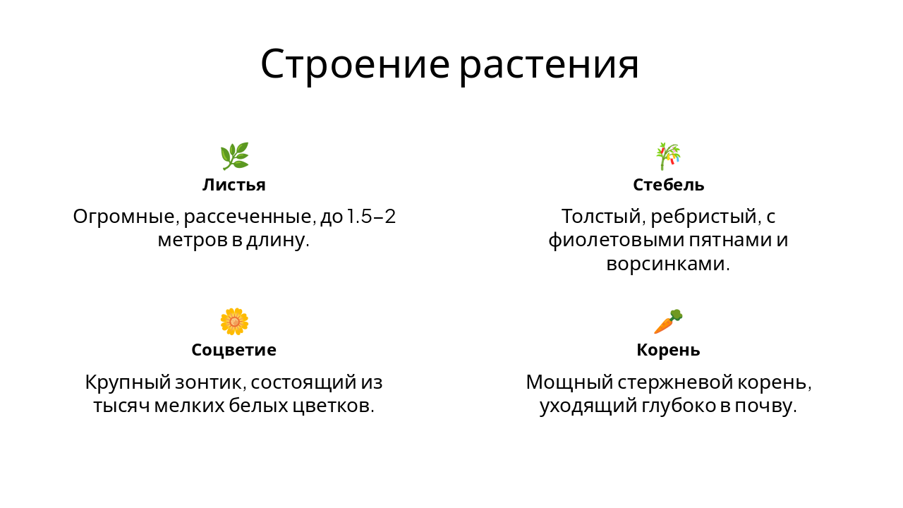 Slide 7 - Строение растения