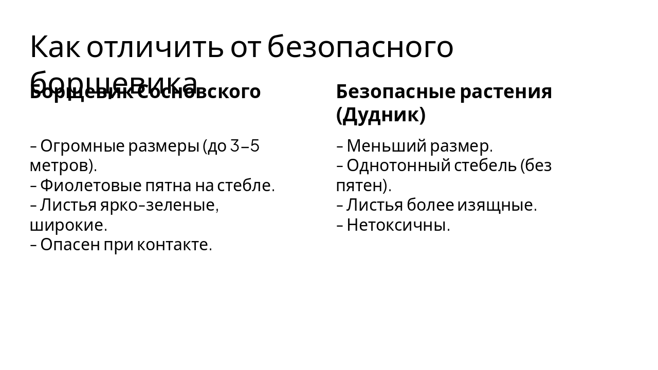 Slide 10 - Как отличить от безопасного борщевика