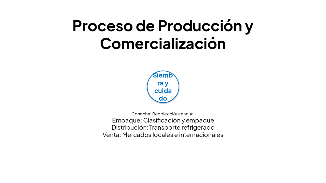 Slide 6 - Proceso de Producción y Comercialización