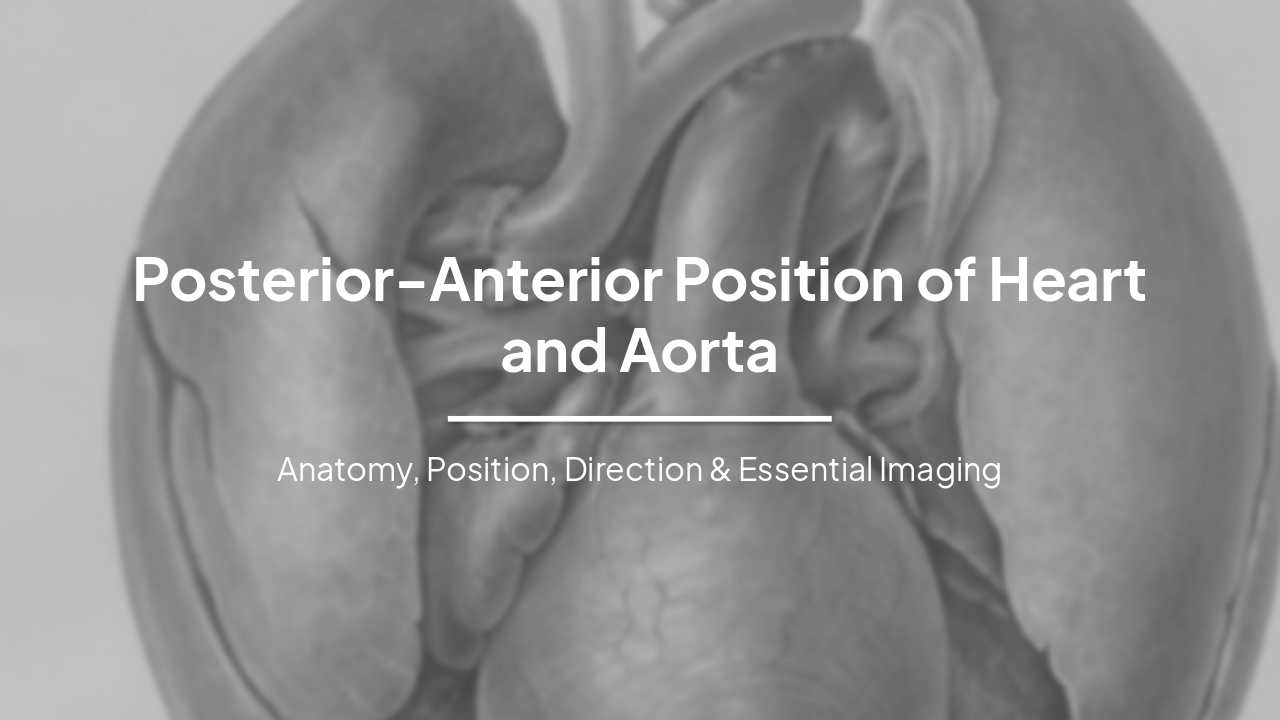 Slide 1 - Posterior-Anterior Position of Heart and Aorta