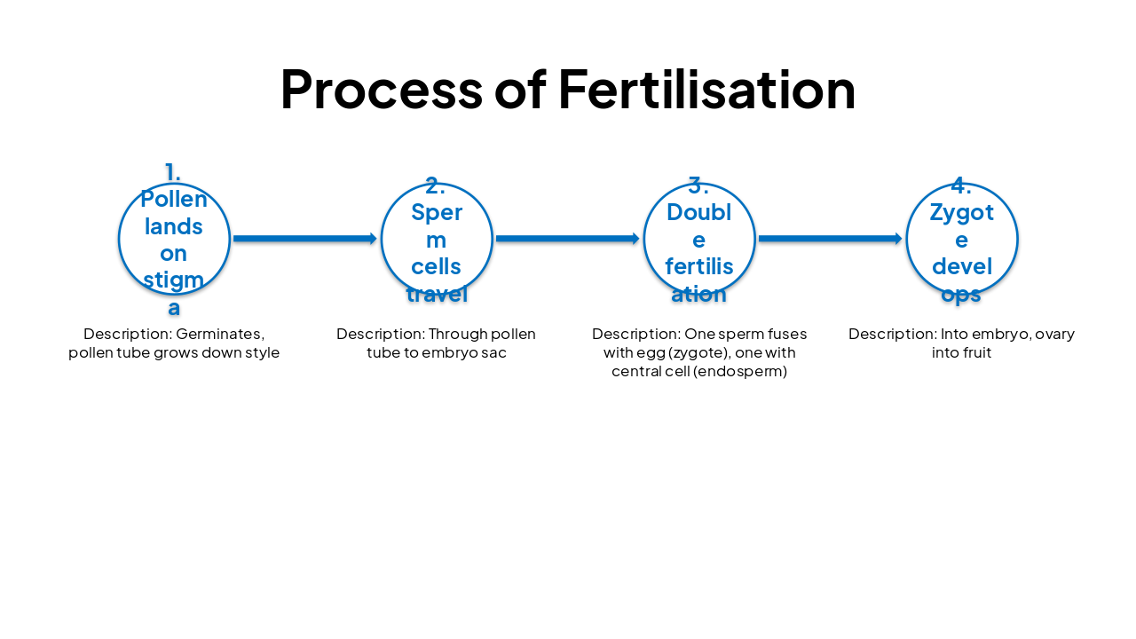 Slide 4 - Process of Fertilisation