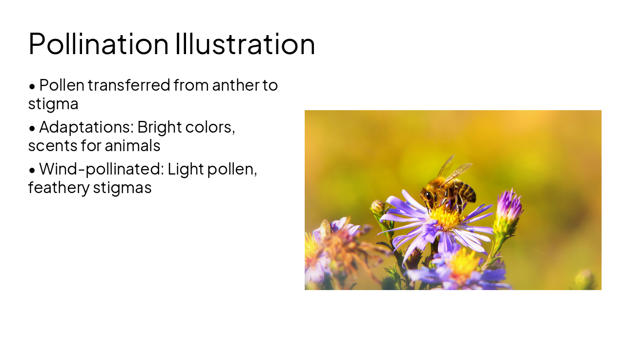 Slide 7 - Pollination Illustration