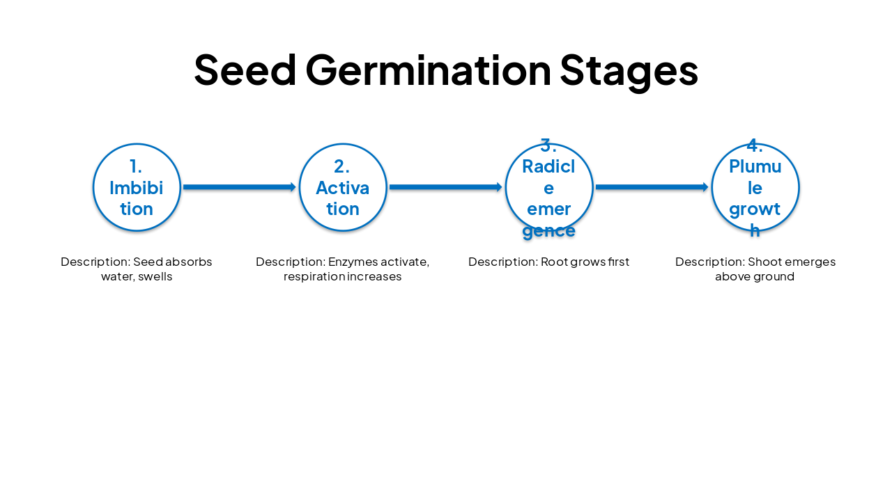 Slide 12 - Seed Germination Stages
