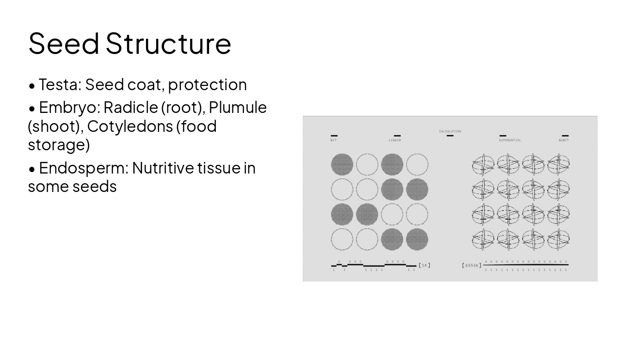 Slide 10 - Seed Structure