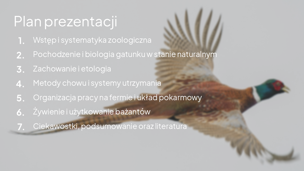 Slide 2 - Plan prezentacji