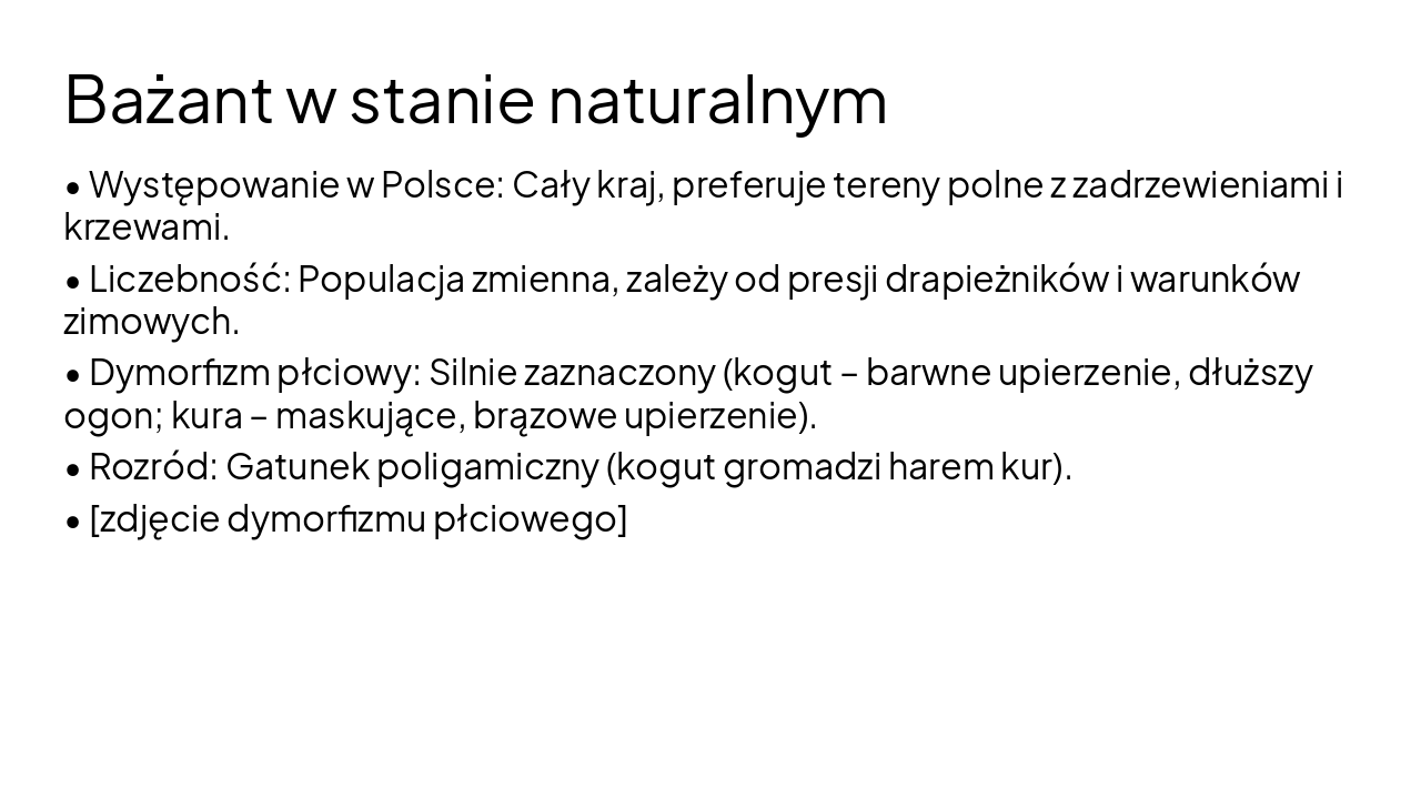 Slide 8 - Bażant w stanie naturalnym